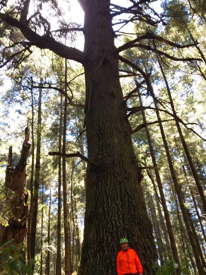 El Abuelo un árbol gigante - San salvador El Verde