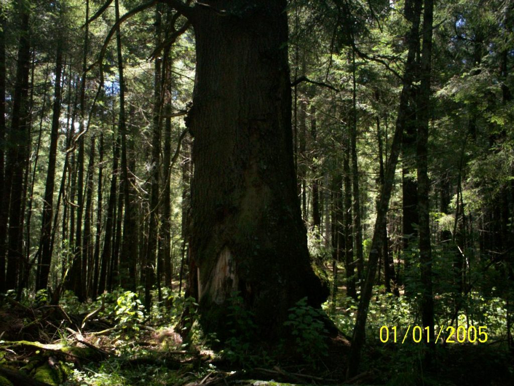 El Abuelo árbol con 400 años- San salvador El Verde