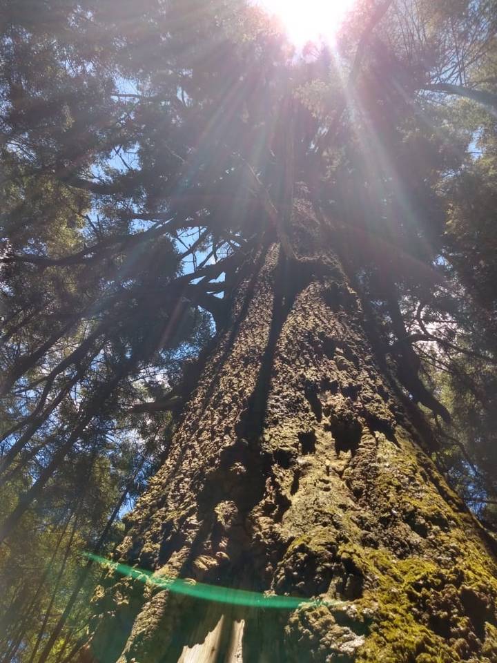 El Abuelo árbol de oyamel - San salvador El Verde